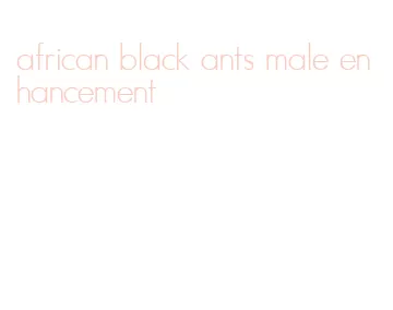 african black ants male enhancement